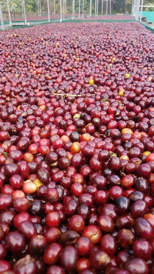 brewing-coffee-academy_beans